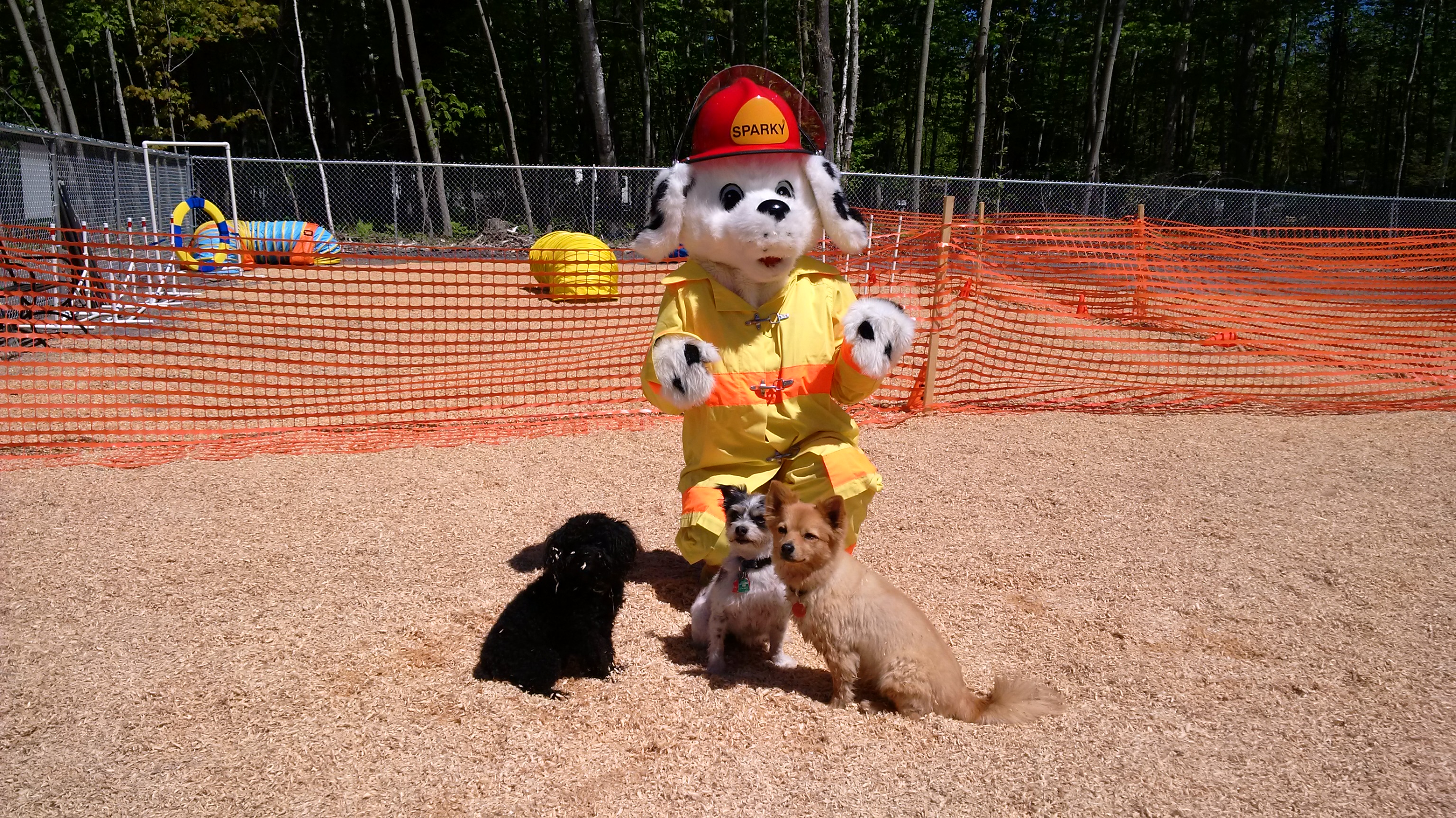 Picture of Sparky at the opening of North Bay's first Dog Park.